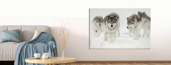 Obraz na płótnie wilki zimą